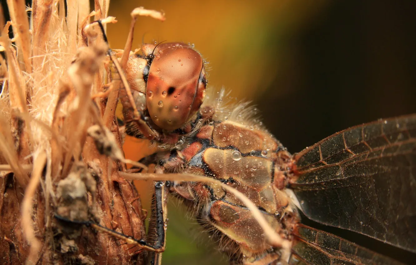 Photo wallpaper macro, dragonfly, insect