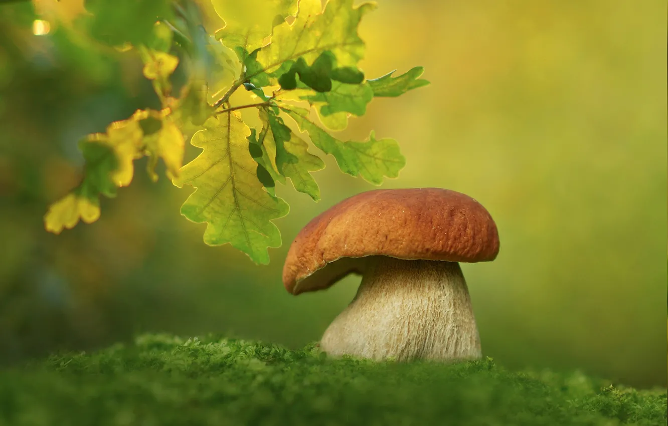 Photo wallpaper leaves, macro, background, mushroom, moss, white mushroom, Borovik, oak branch