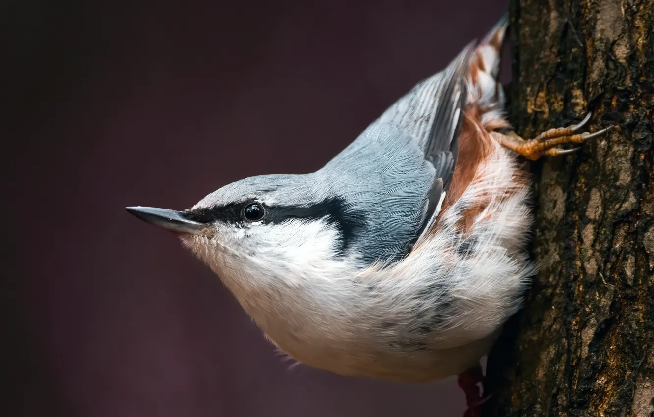 Photo wallpaper bird, pose, strength, trunk, skill