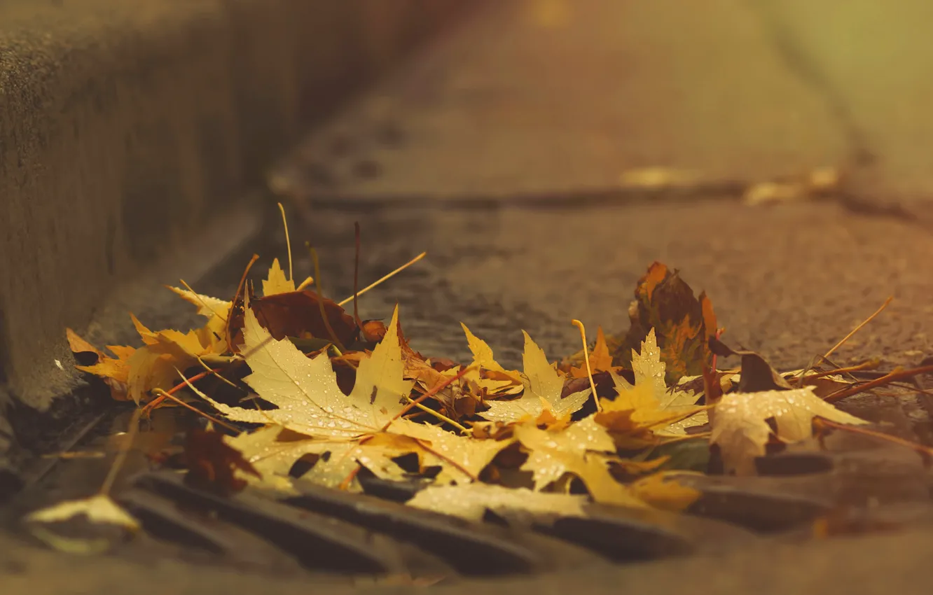 Photo wallpaper road, autumn, asphalt, leaves, drops, nature, background, mood