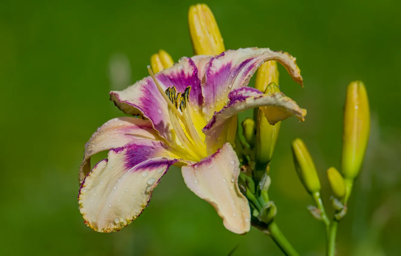 Photo wallpaper summer, flowers, background, daylilies