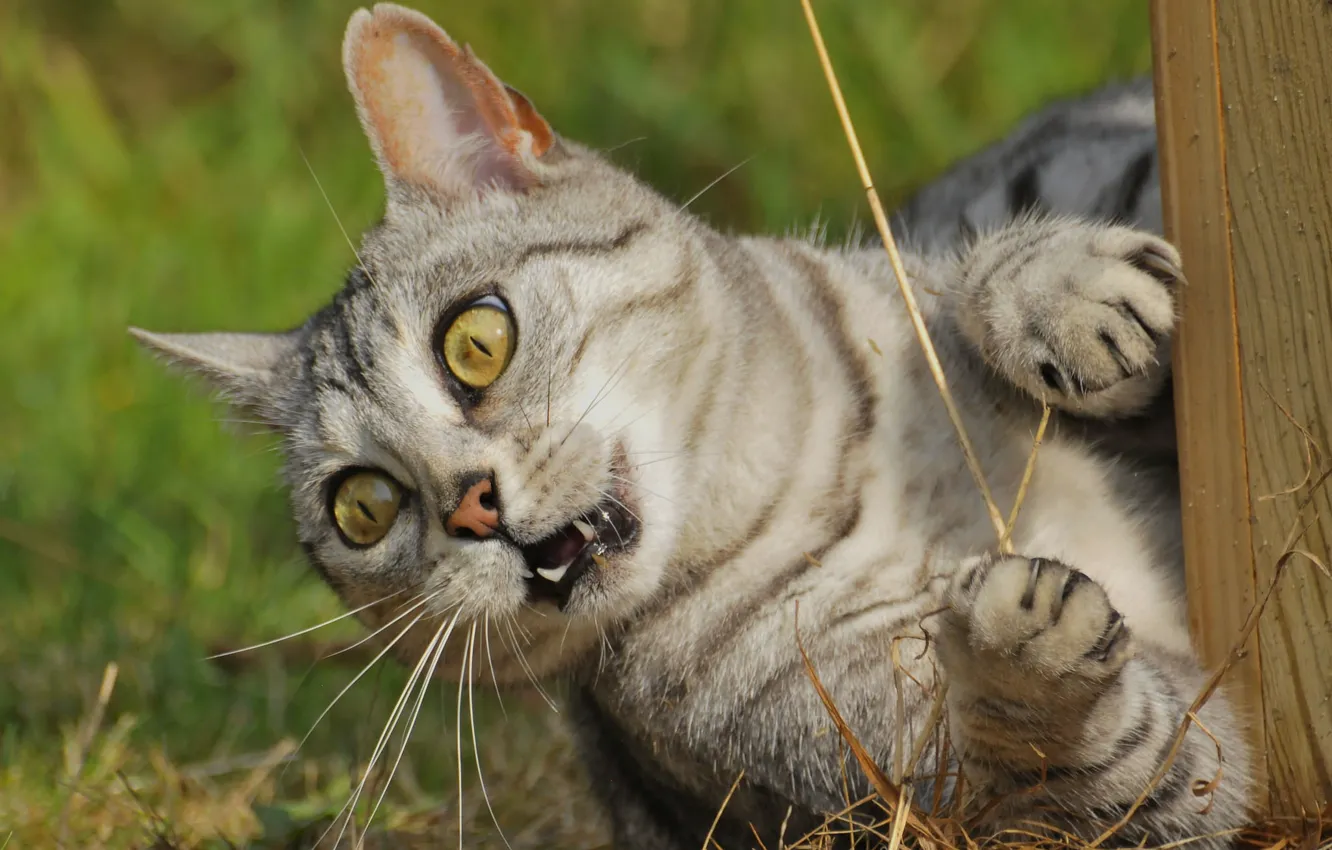 Photo wallpaper eyes, look, Koshak, Tomcat, aggressive