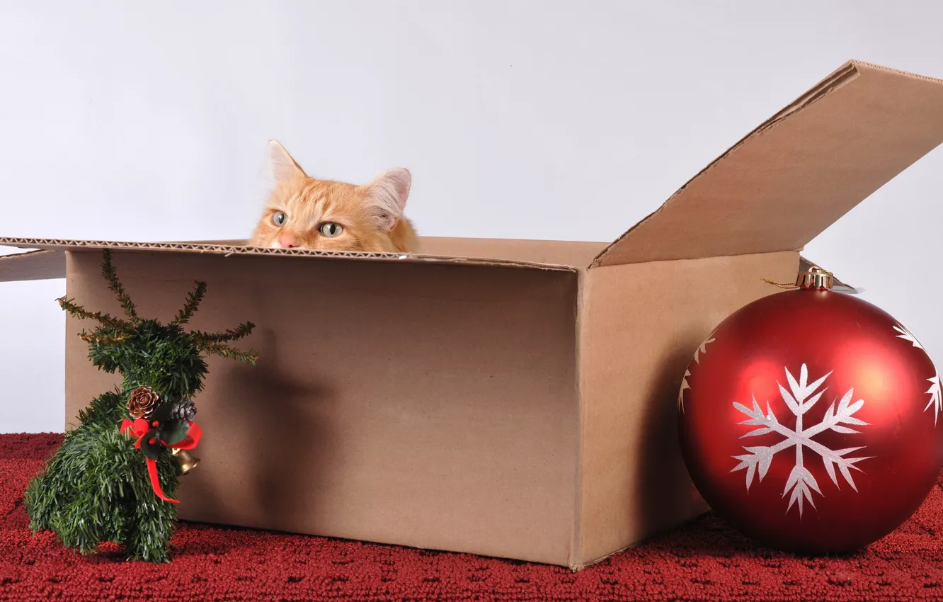 Photo wallpaper cat, holiday, box, toys