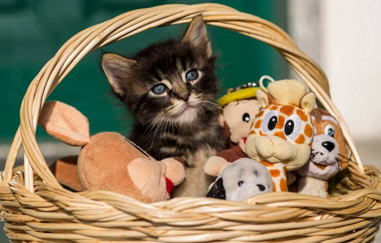 Photo wallpaper basket, toys, kitty