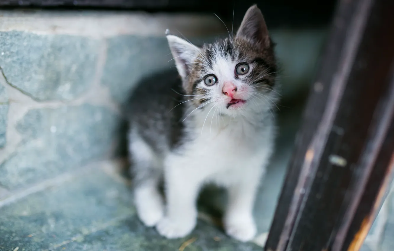 Photo wallpaper cat, look, pose, background, blur, baby, kitty, sitting