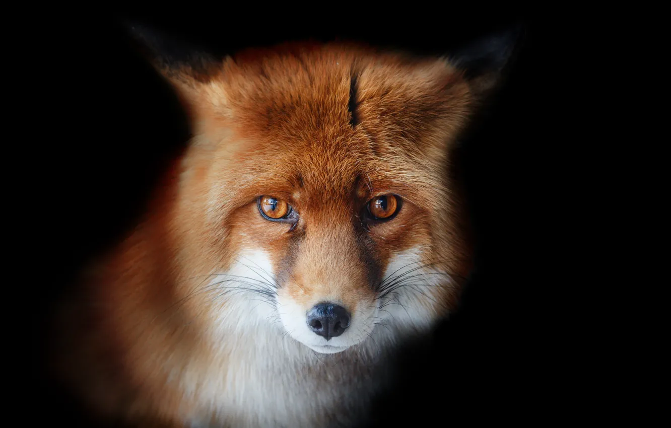 Photo wallpaper fox, look, Oleg Bogdanov