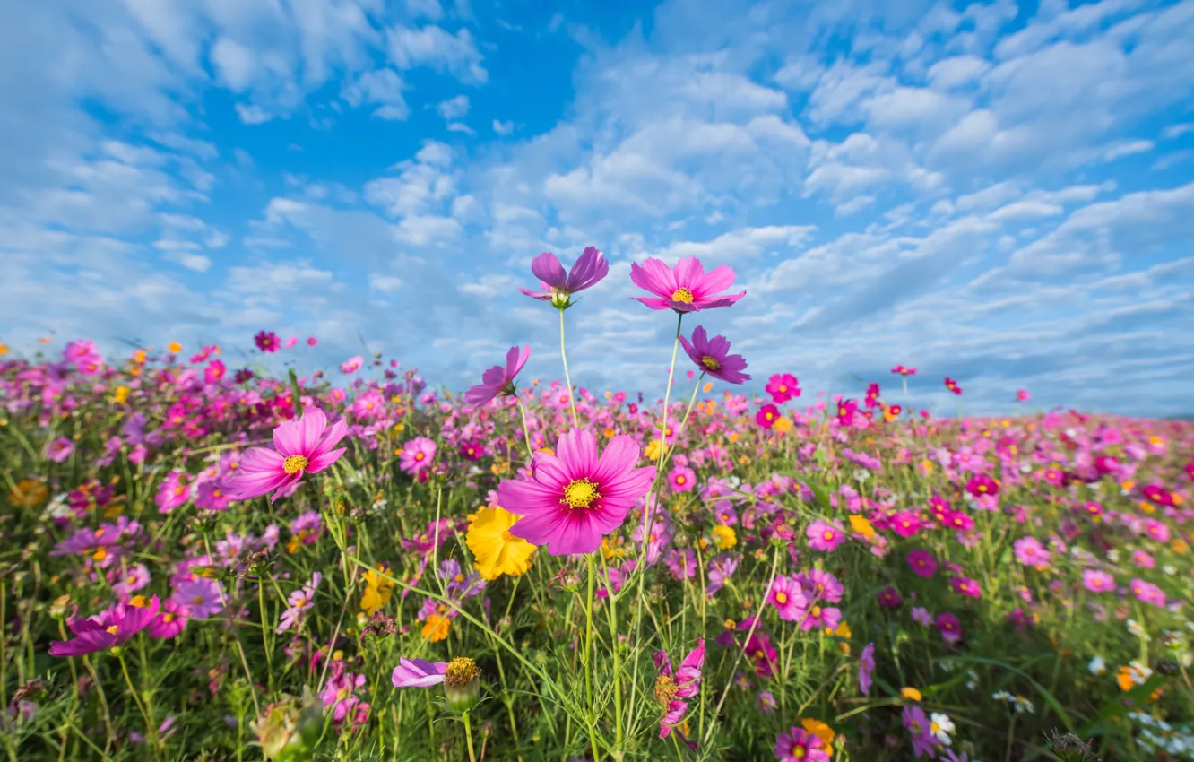 Photo wallpaper field, summer, the sky, flowers, colorful, meadow, summer, pink