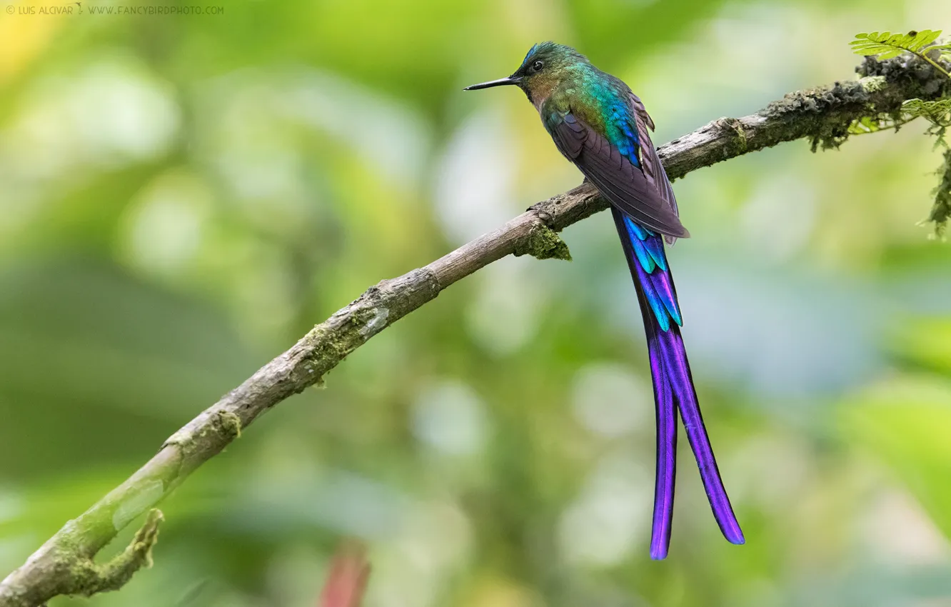 Photo wallpaper bird, tail, exotic