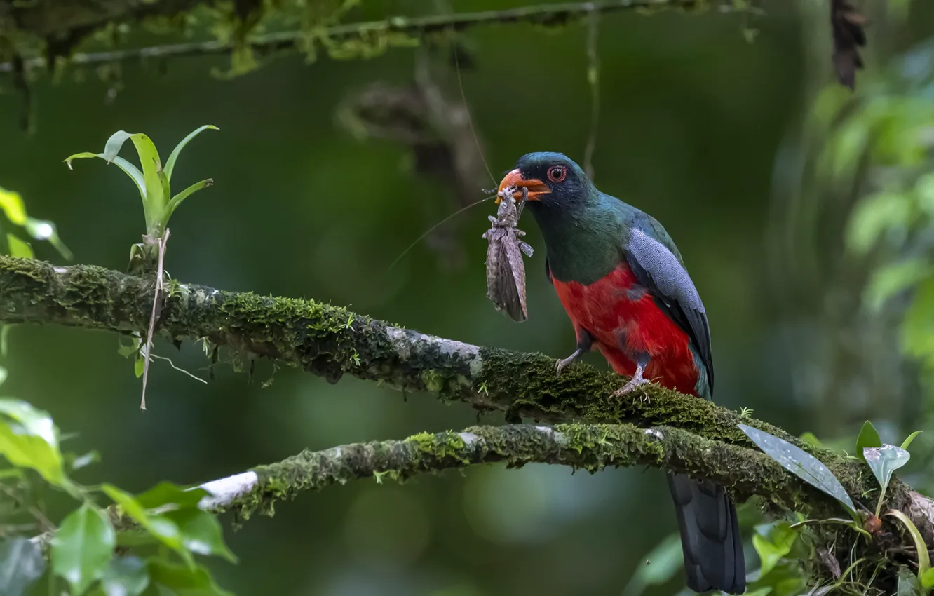 Photo wallpaper leaves, branches, bird, moss, insect, green background, bokeh, mining