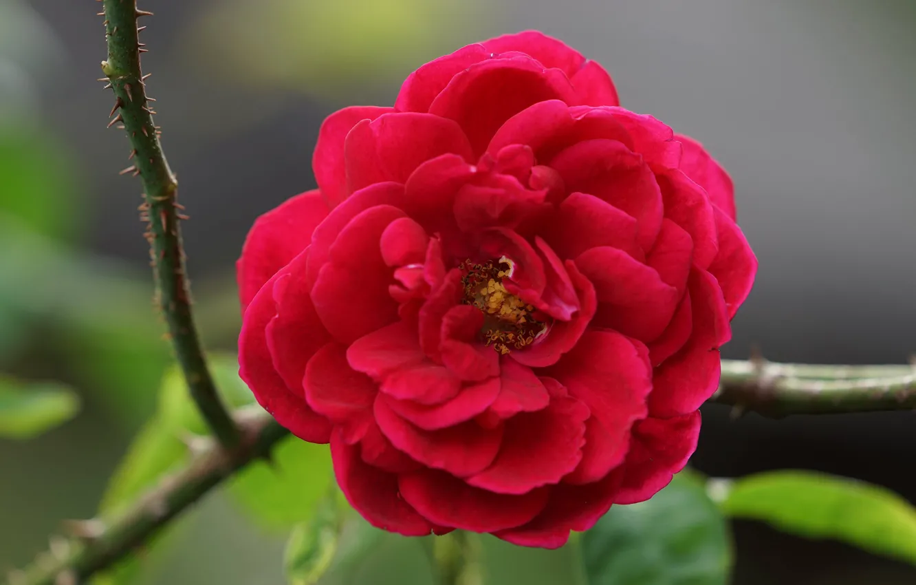 Photo wallpaper macro, red, roses