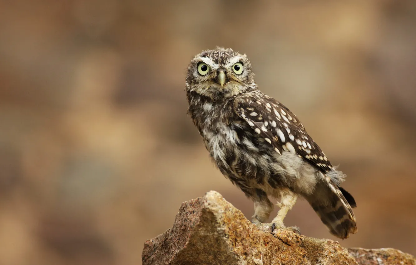 Photo wallpaper stones, background, owl, bird, owl
