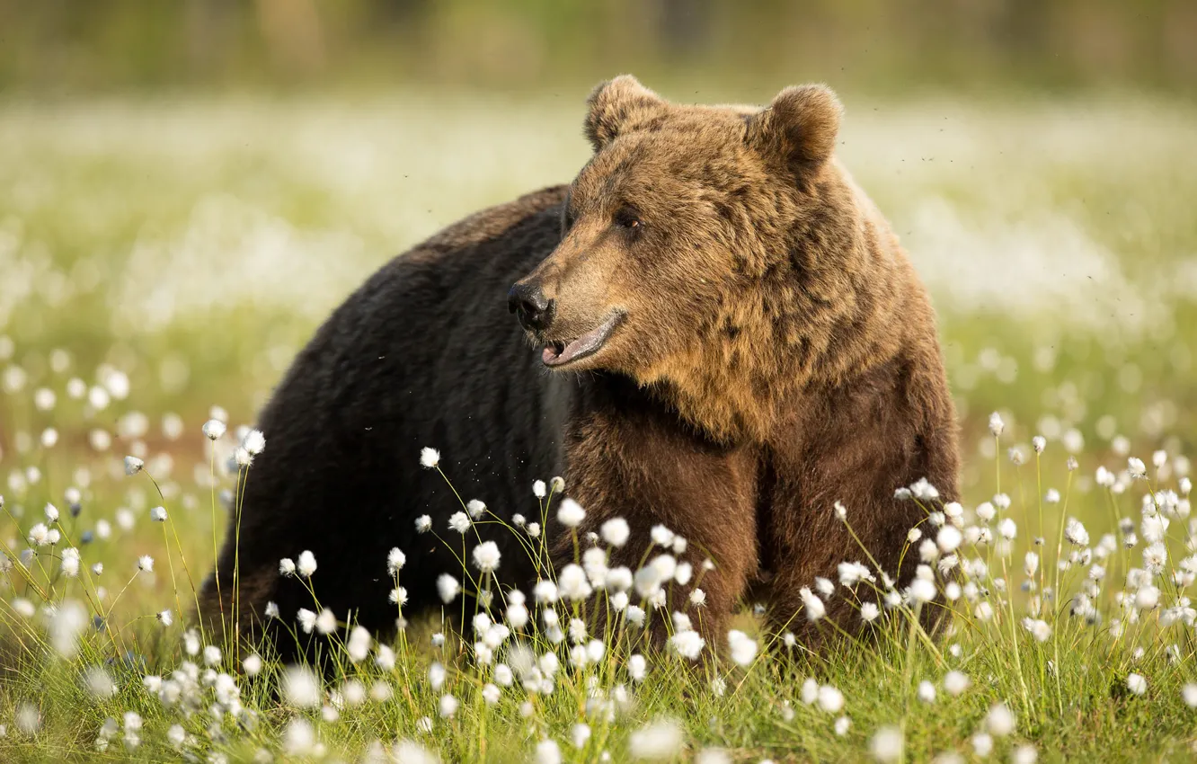 Photo wallpaper grass, look, face, light, flowers, nature, pose, smile