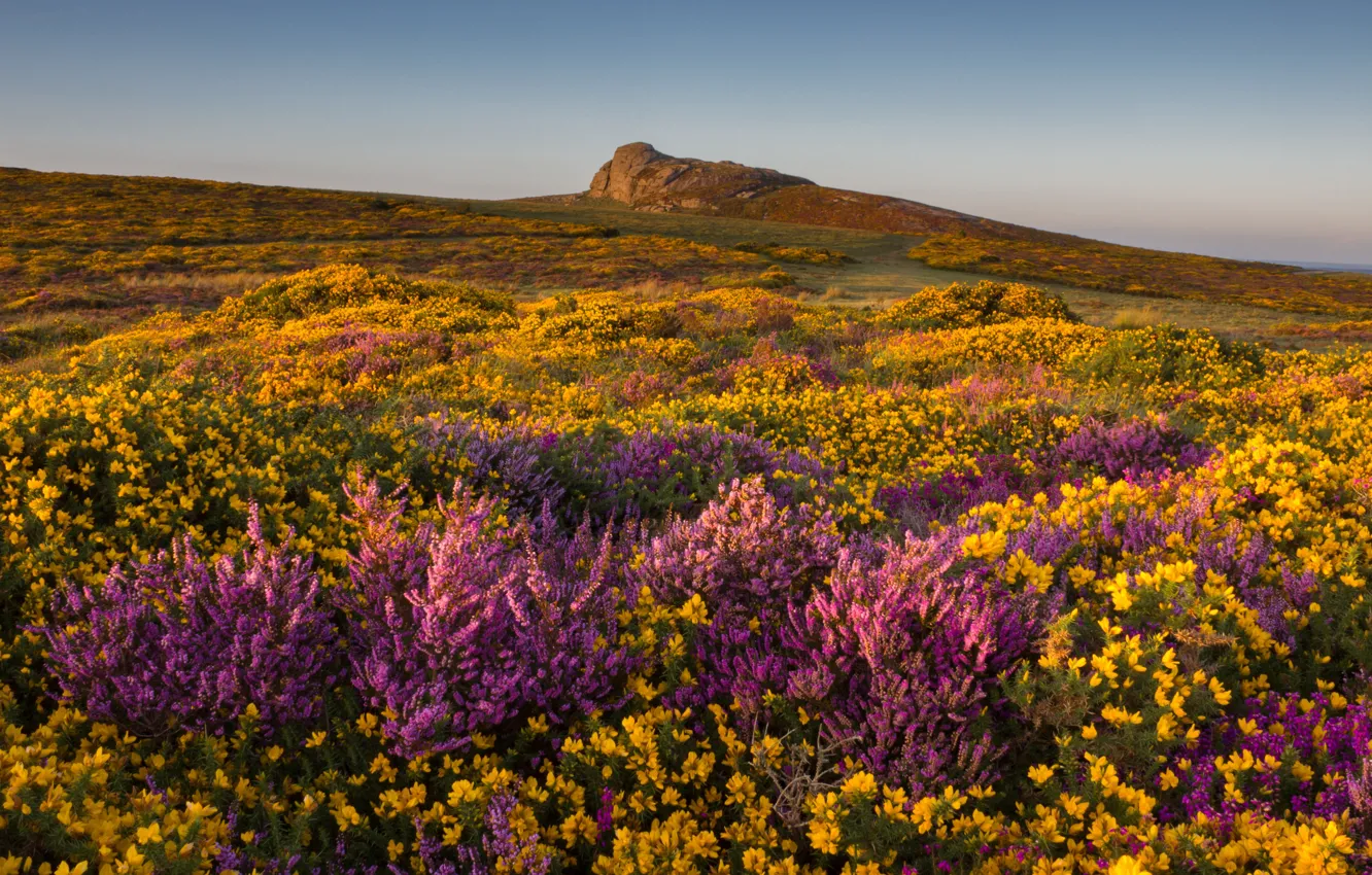 Photo wallpaper field, summer, the sky, flowers, yellow, thickets, hills, slope
