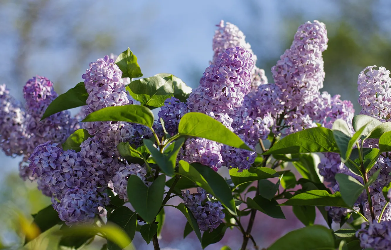 Photo wallpaper leaves, light, flowers, branches, Bush, spring, flowering, lilac