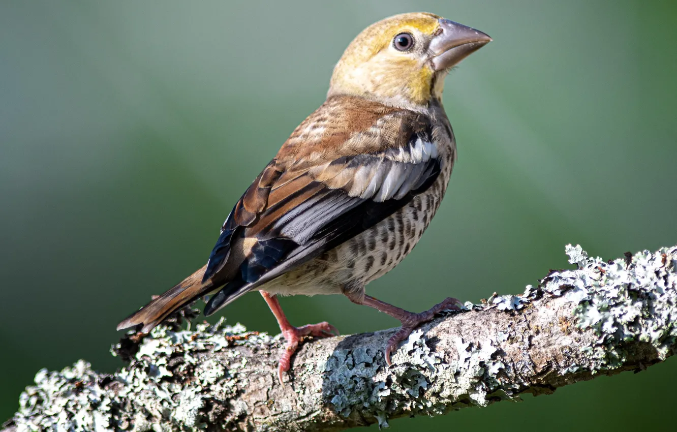Photo wallpaper branches, bird, Grosbeak