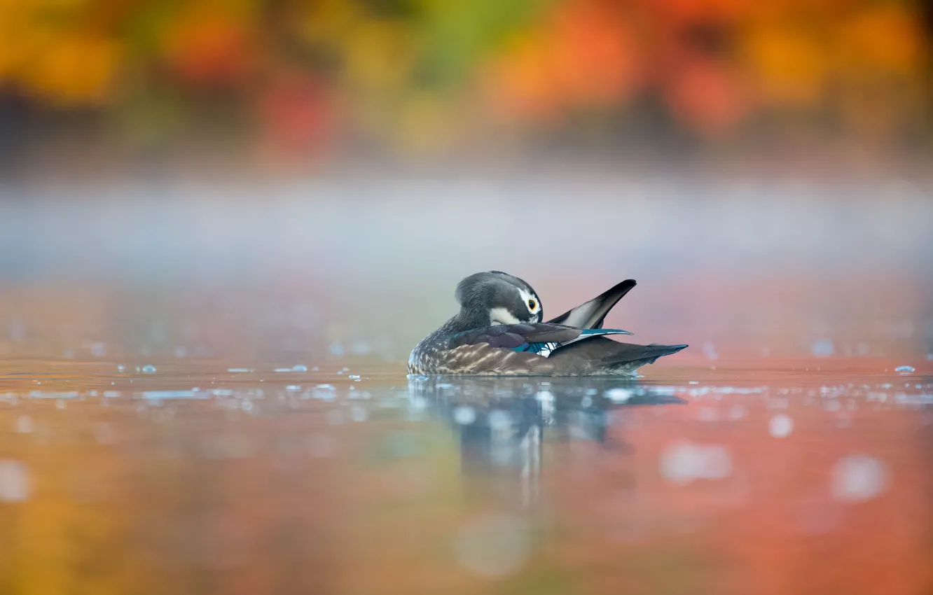 Photo wallpaper water, pose, bird, duck, pond, swimming, bokeh, karolinka