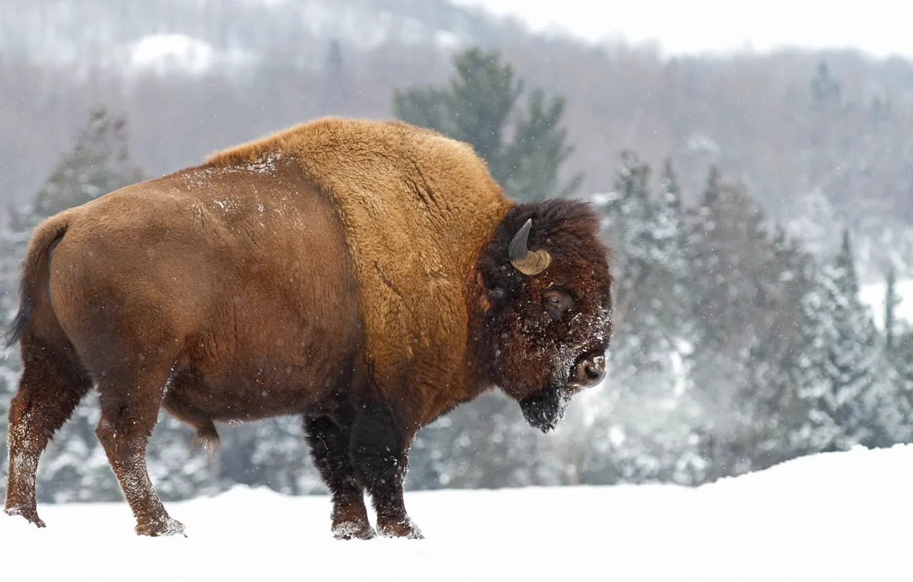 Photo wallpaper winter, snow, animal, American Bison, animal themes, cold temperature