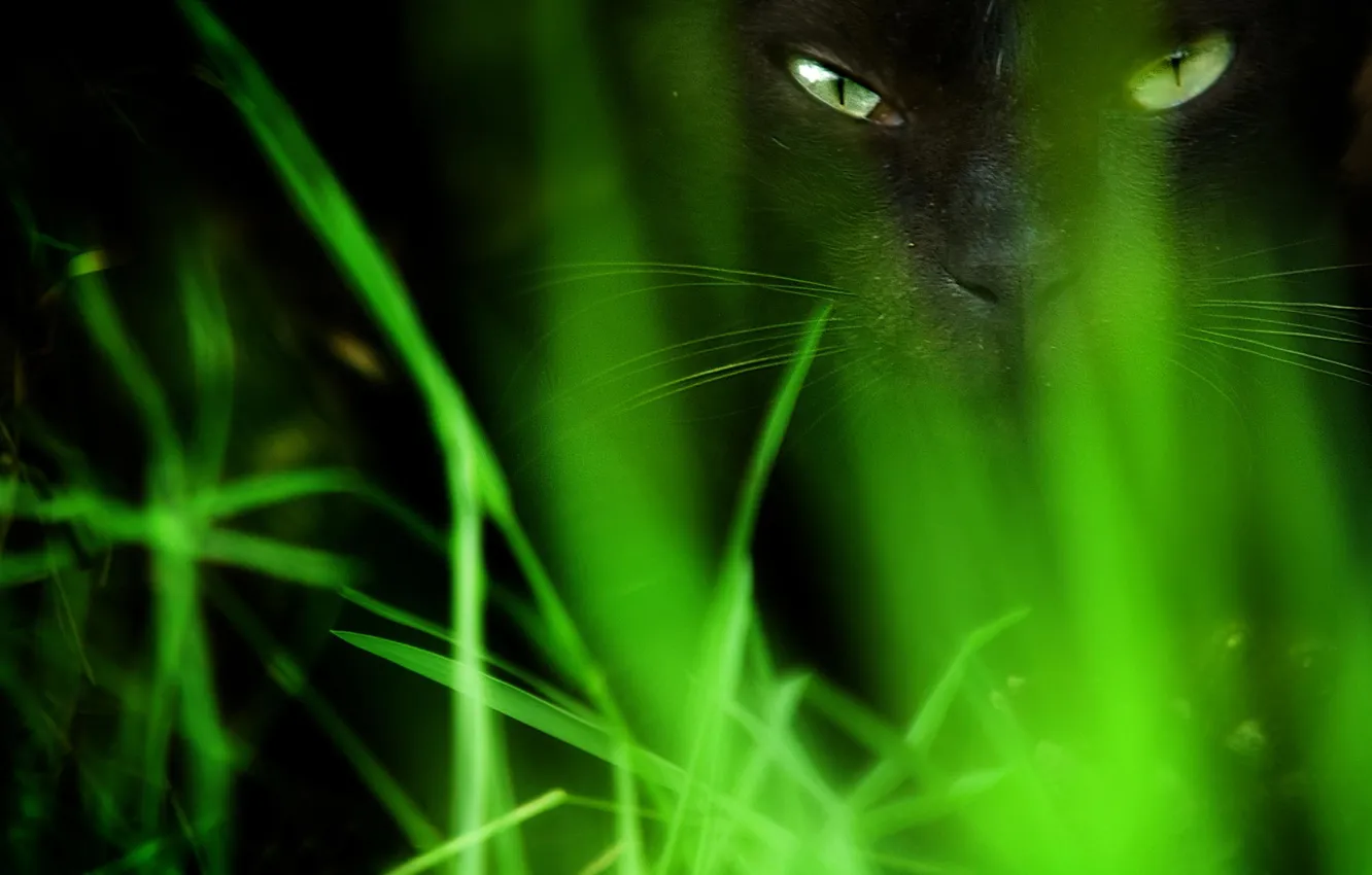 Photo wallpaper grass, eyes, cat, black
