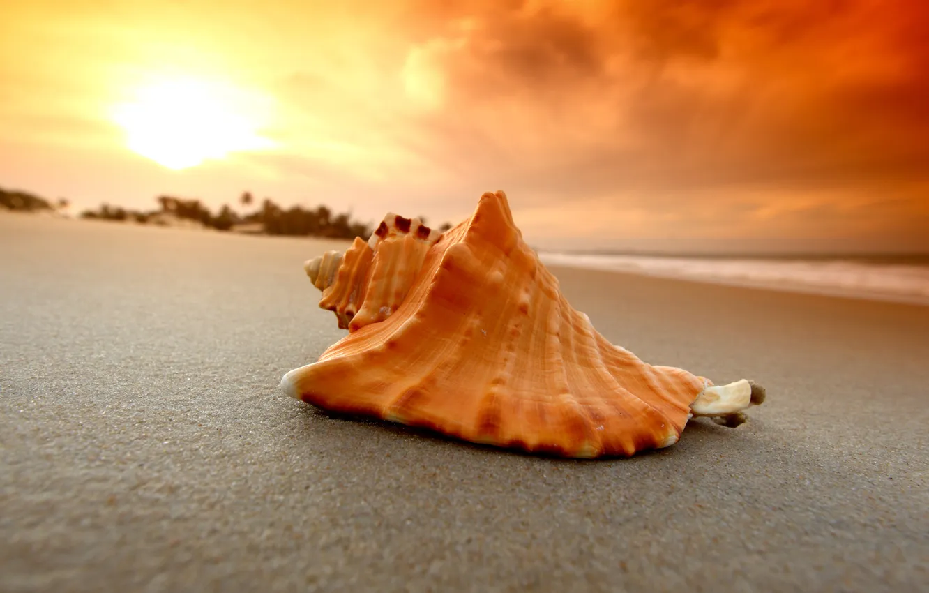 Photo wallpaper sand, sea, beach, shell