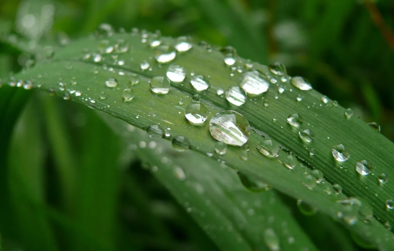 Photo wallpaper grass, drops, macro, Rosa