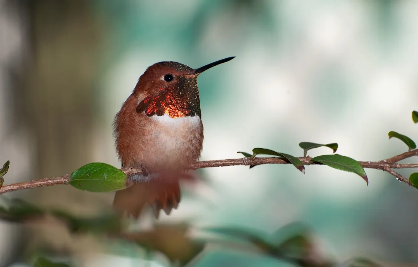 Photo wallpaper bird, Buffy Hummingbird, rufous hummingbird