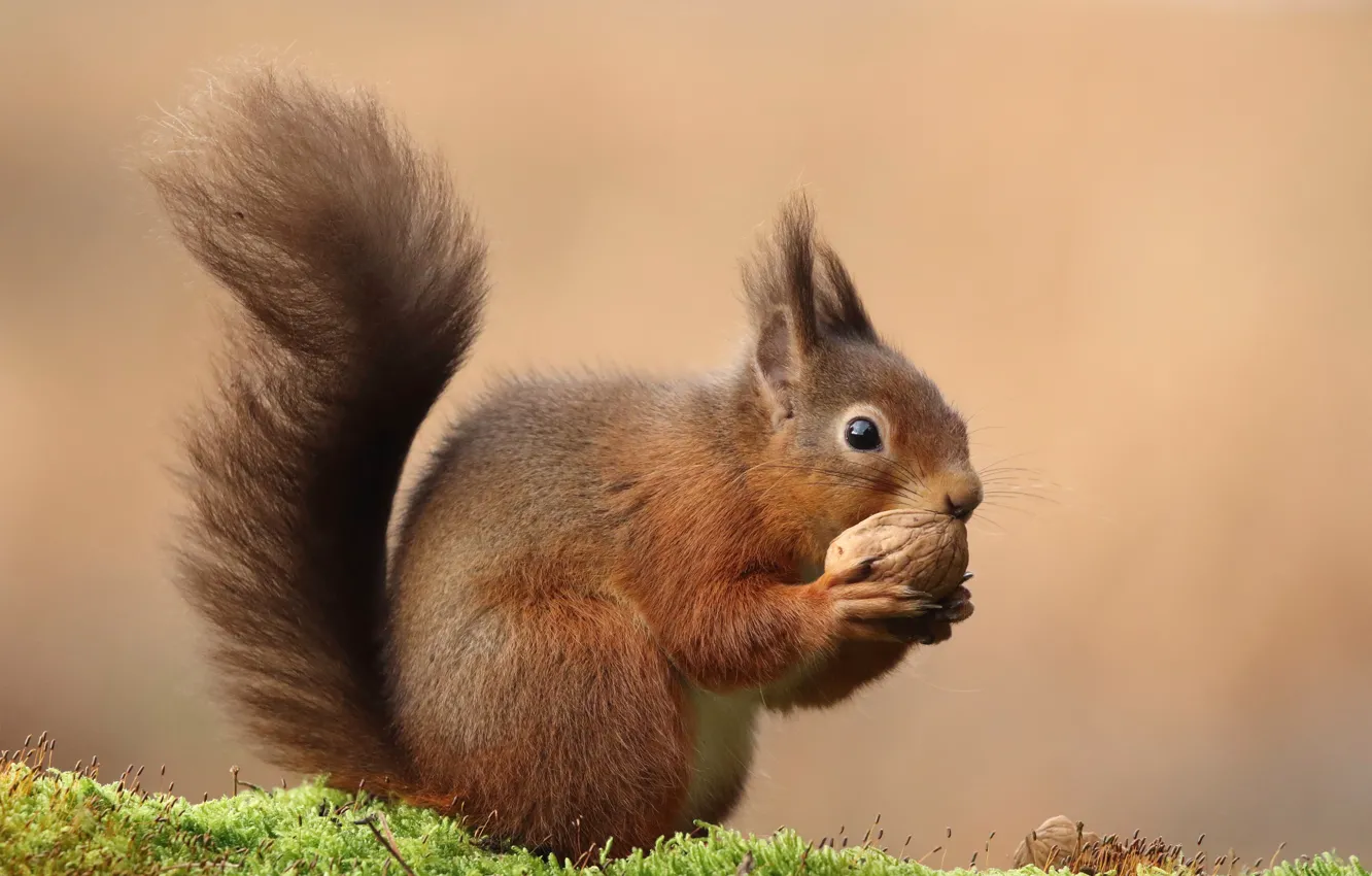 Photo wallpaper pose, background, walnut, protein, lunch, rodent, meal, walnut