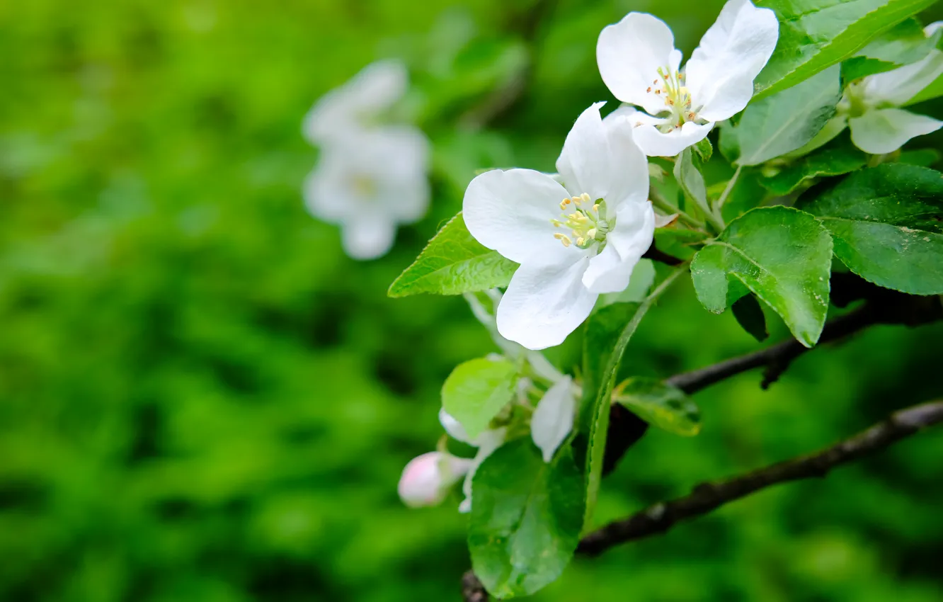 Photo wallpaper greens, leaves, nature, cherry, flowering, white, white petals, in the garden