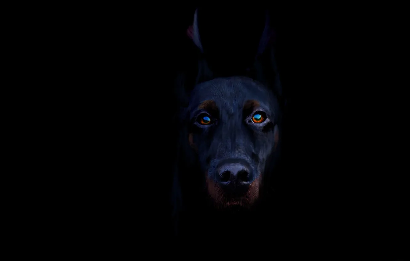 Photo wallpaper black, Doberman, brown eyes, threatening look