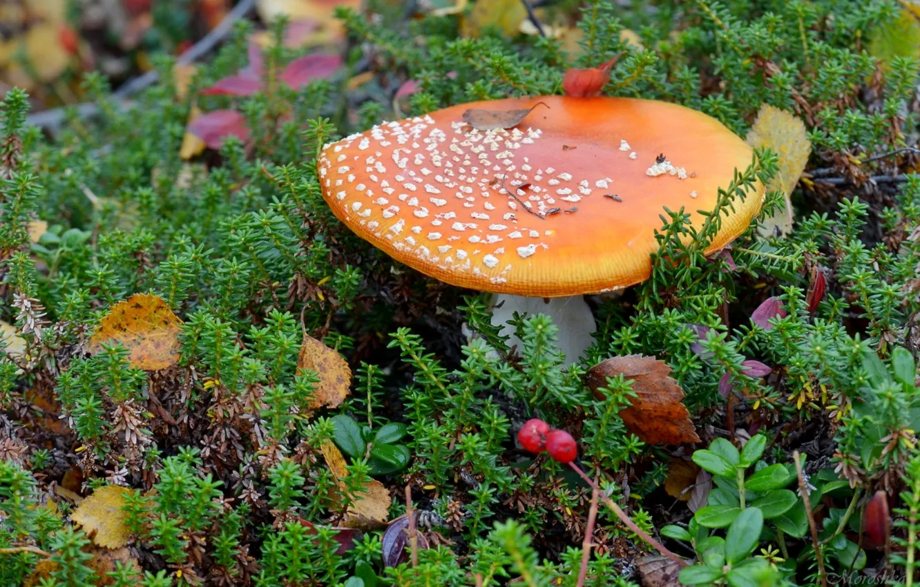 Photo wallpaper mushroom, moss, mushroom, cranberries