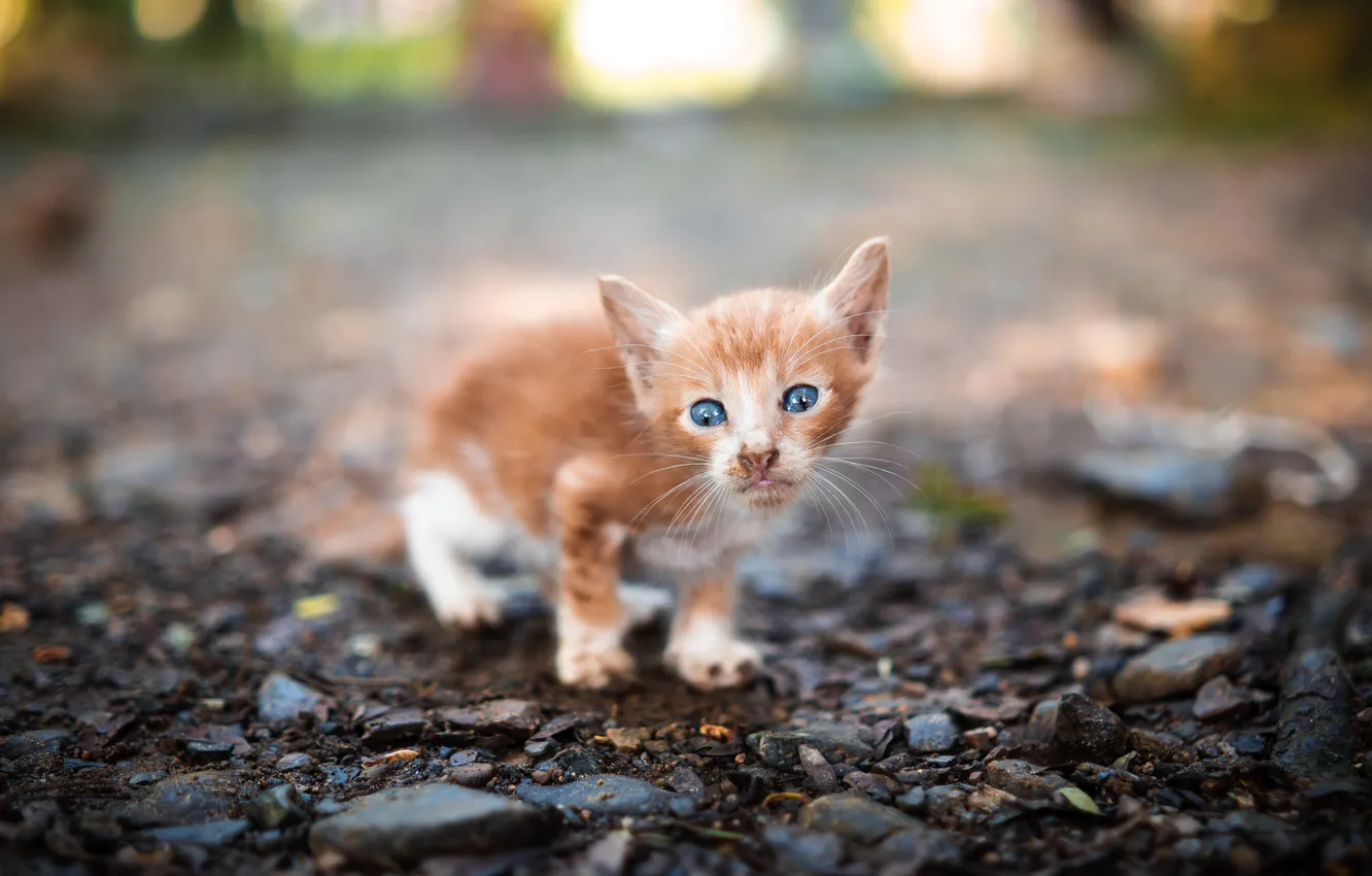 Photo wallpaper road, cat, look, pose, stones, red, kitty, blue eyes