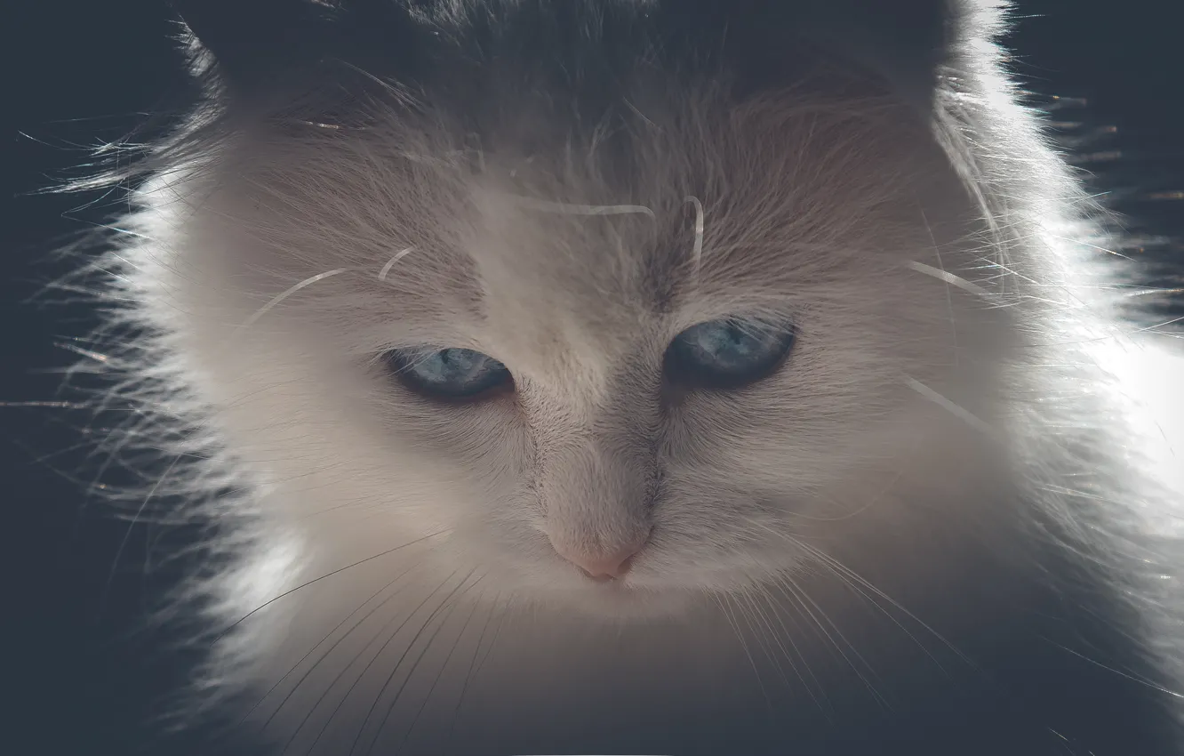 Photo wallpaper cat, white, mustache, light, kitty