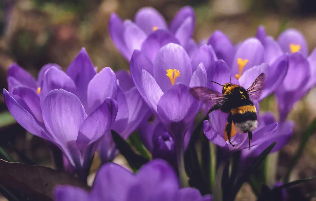 Photo wallpaper purple, macro, flowers, spring, crocuses, insect, bumblebee, pollination