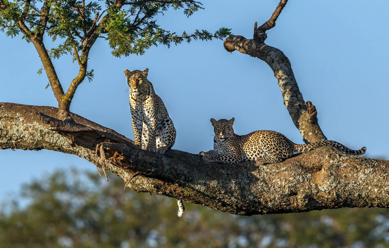 Photo wallpaper the sky, trees, leopard