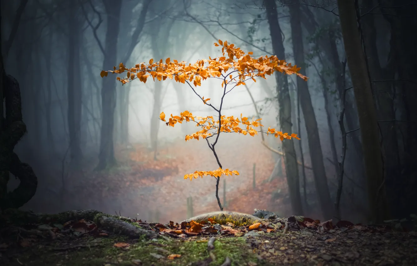 Photo wallpaper autumn, forest, tree