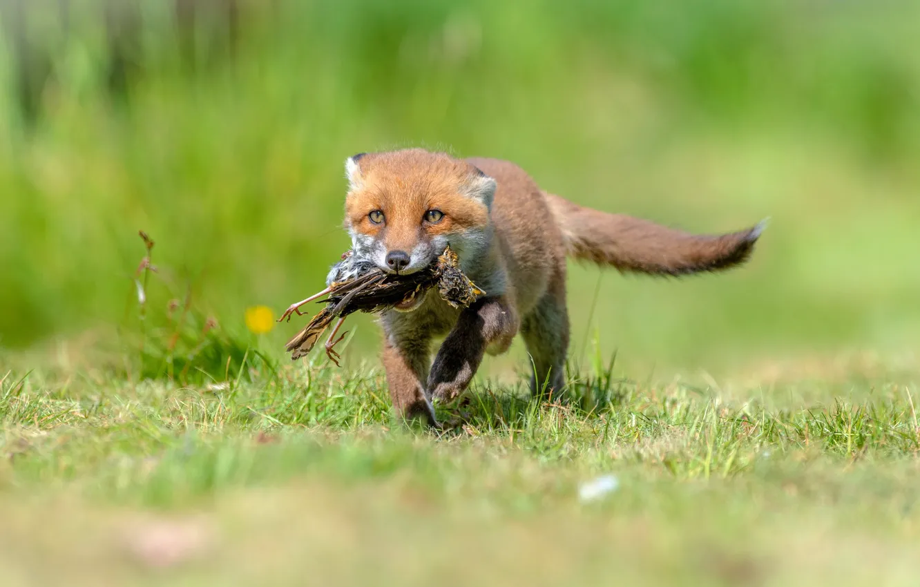 Photo wallpaper grass, glade, Fox, sneaks, mining, sorry for the bird