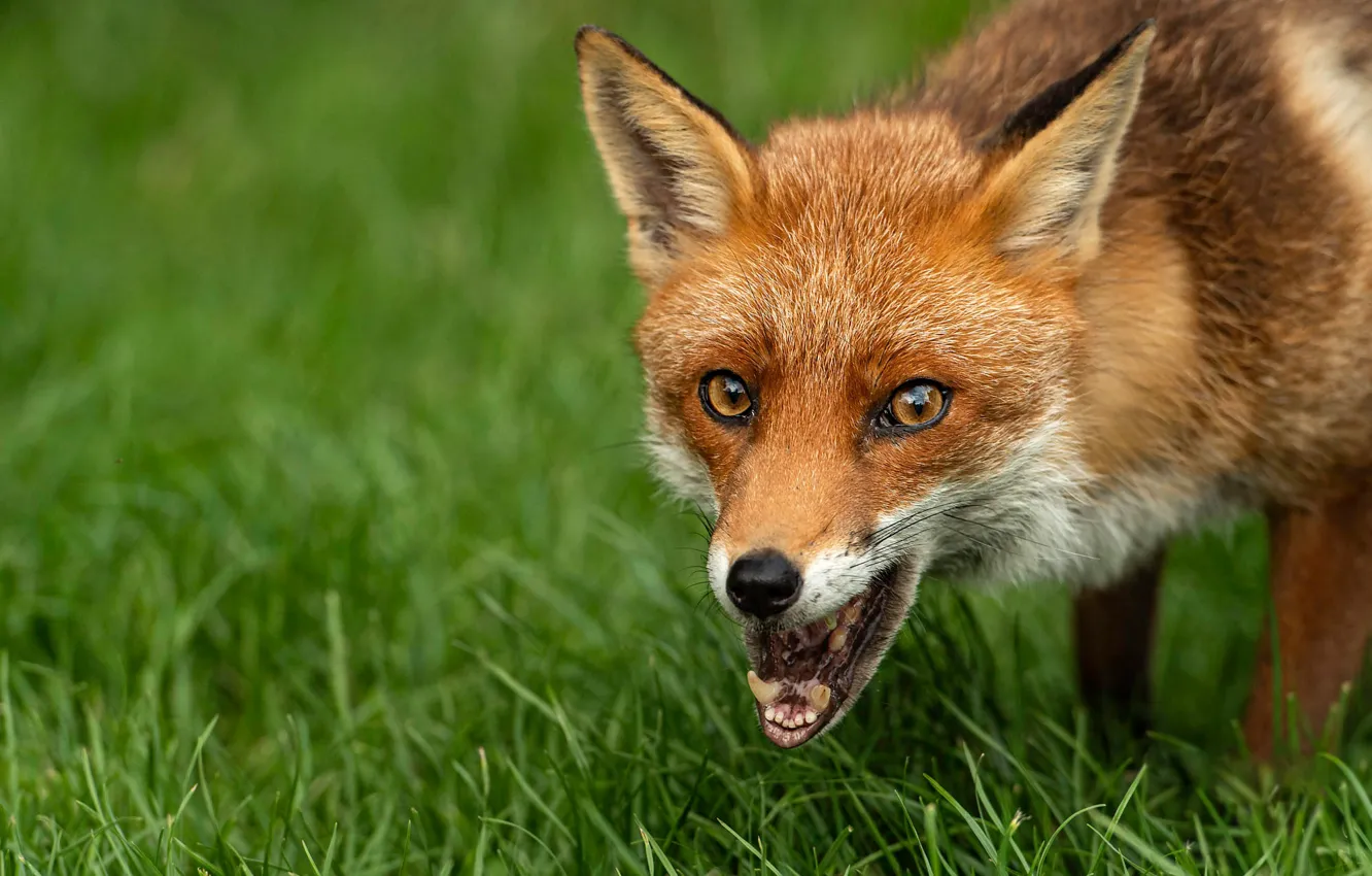 Photo wallpaper grass, look, face, portrait, teeth, mouth, Fox, red