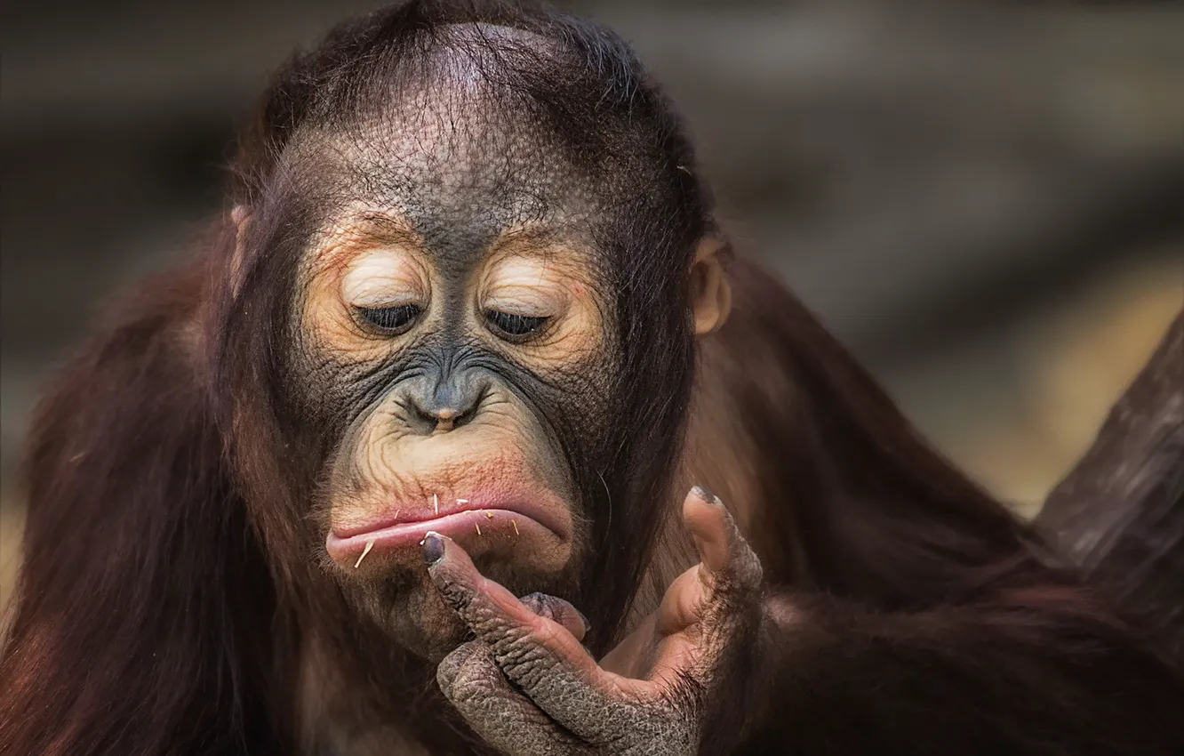 Photo wallpaper monkey, facial expressions, orangutan