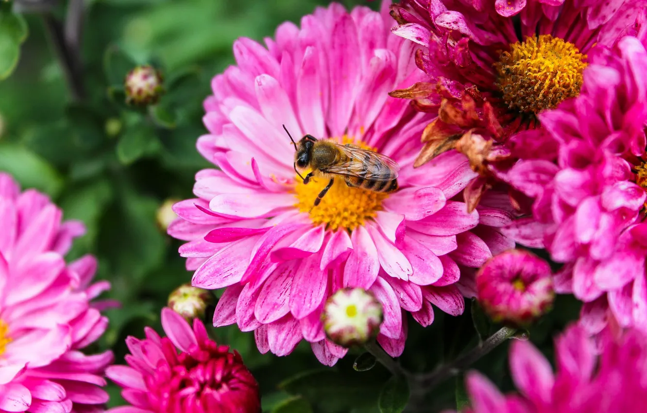 Photo wallpaper macro, flowers, bee