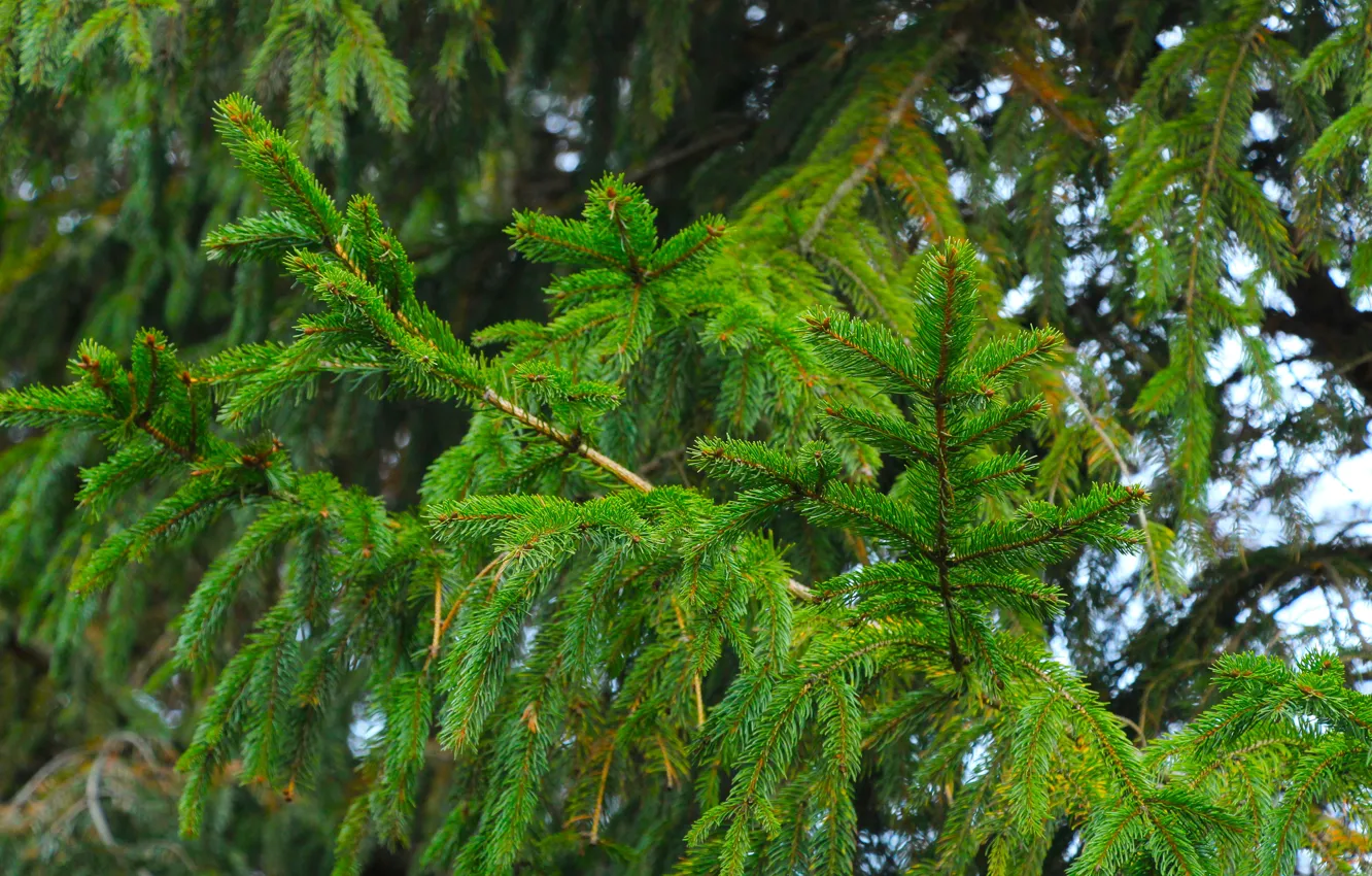 Photo wallpaper forest, tree, pine, spruce, twig, coniferous