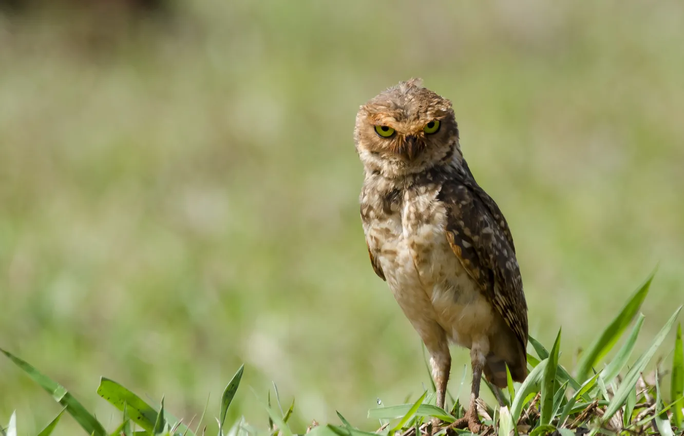 Photo wallpaper look, owl, bird, burrowing