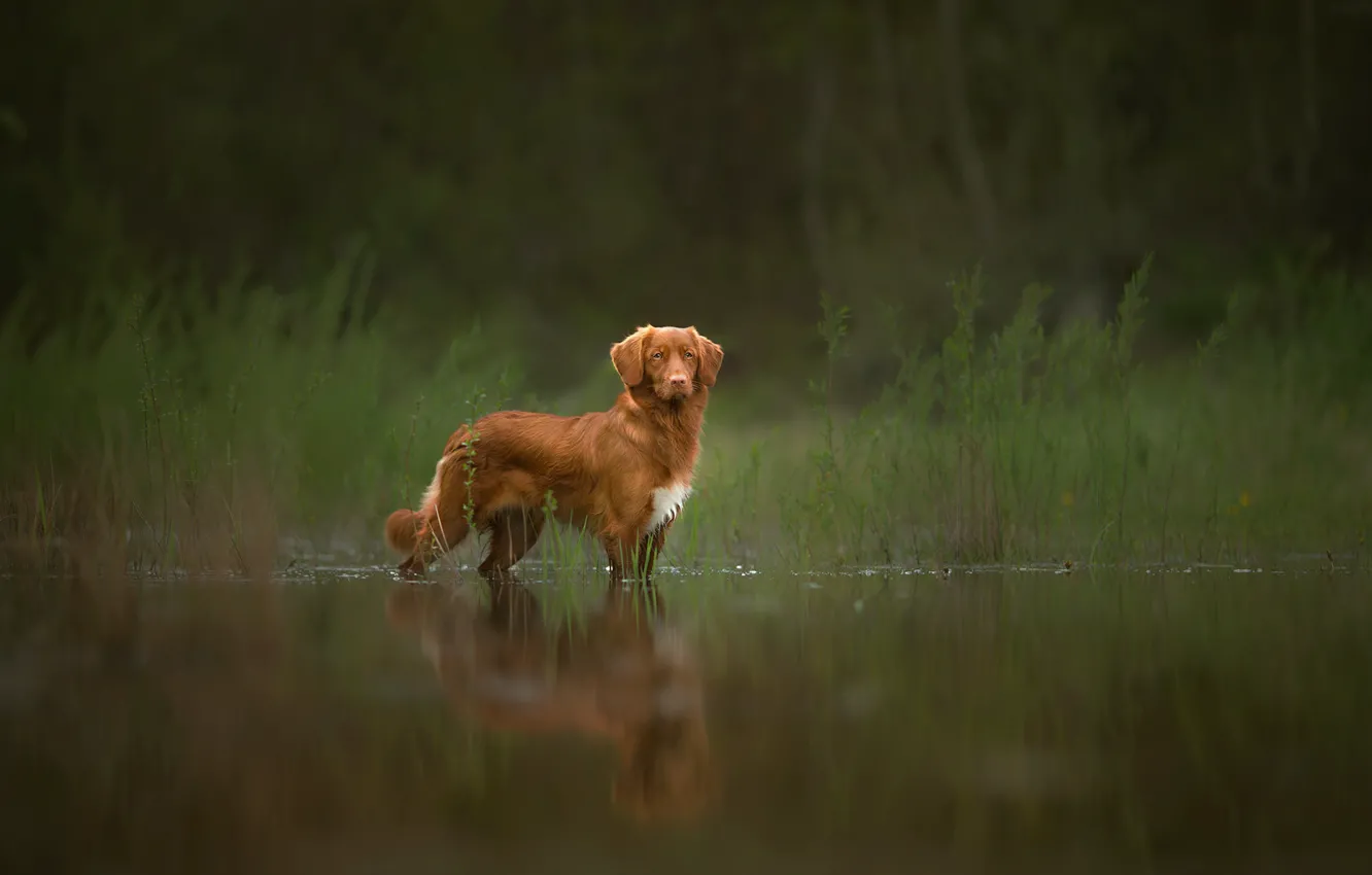 Photo wallpaper reflection, red, dog, Spring Memories