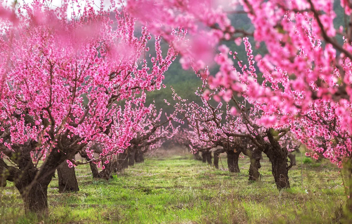 Photo wallpaper cherry, spring, garden, Sakura, flowering