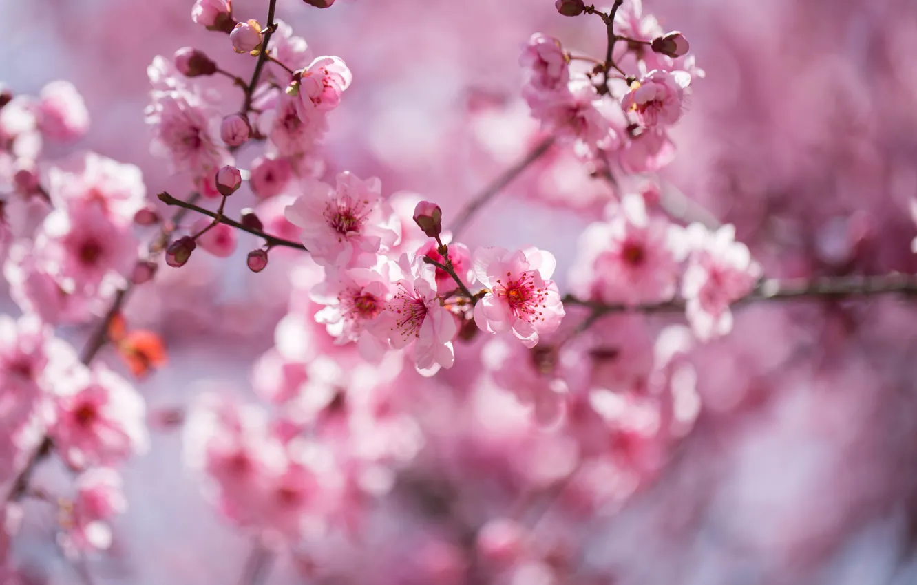 Photo wallpaper flowers, branches, nature, cherry, background, spring, Sakura, pink