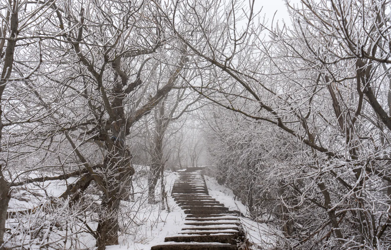 Photo wallpaper snow, trees, mountains, ladder