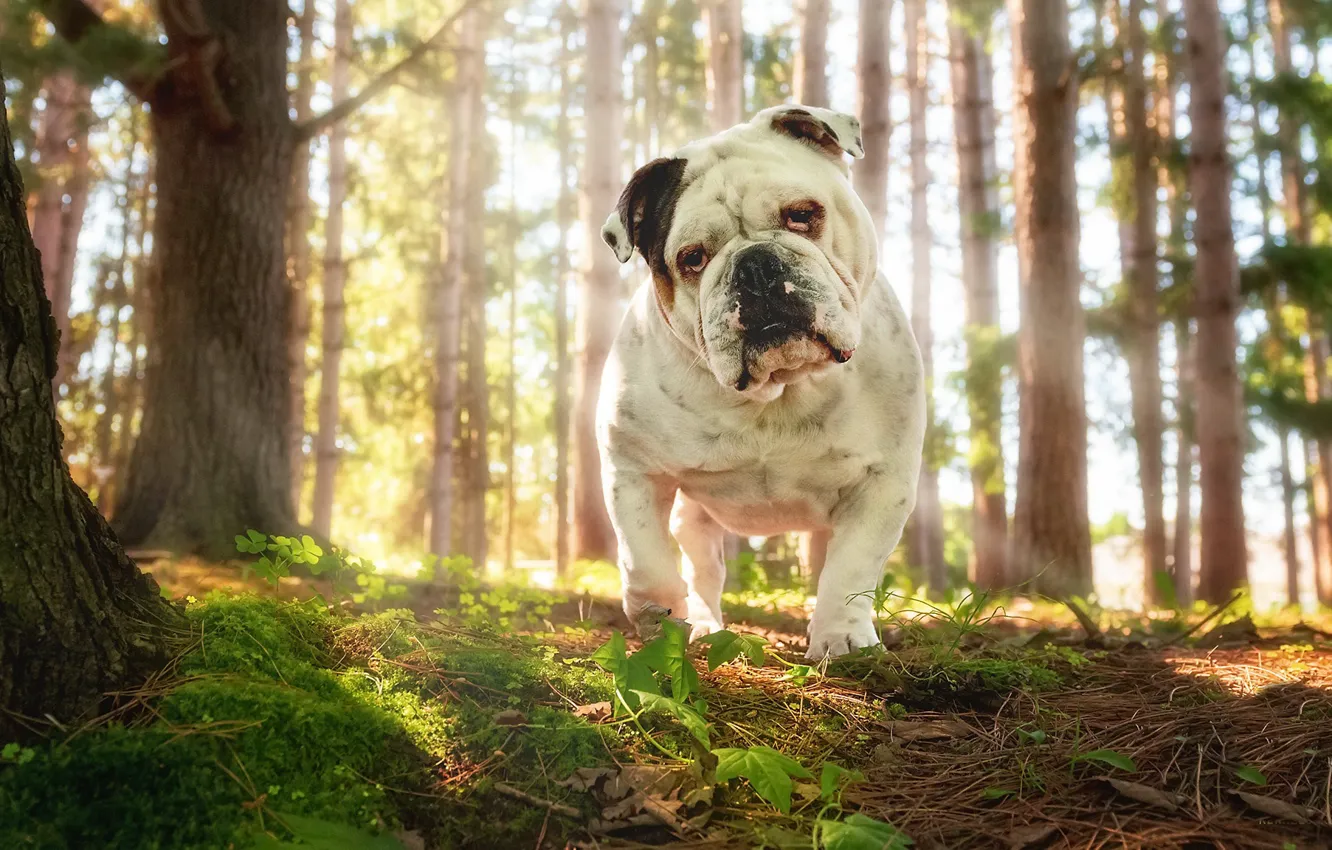 Photo wallpaper forest, nature, each, dog