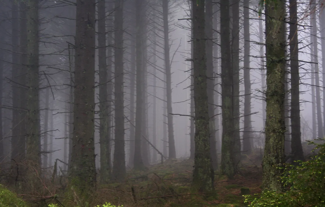 Photo wallpaper forest, trees, nature, fog, Isle of Man, UK, South Barrule