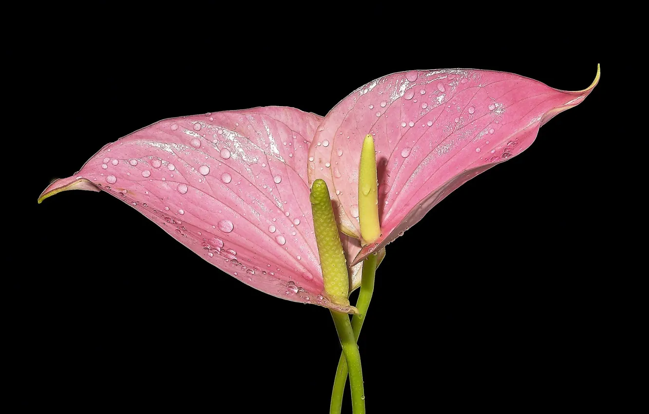 Photo wallpaper drops, Rosa, black background, pink flowers, Flower Flamingo