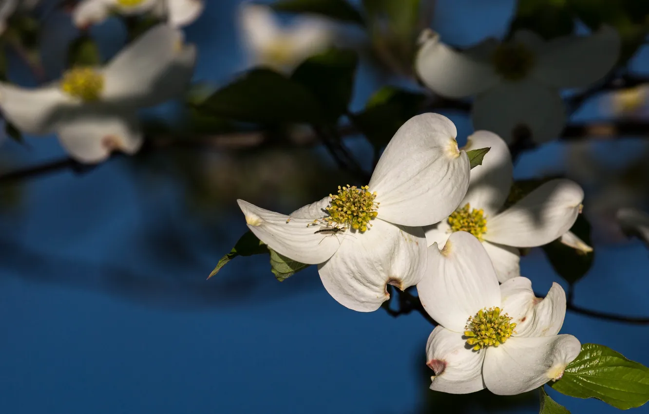 Photo wallpaper macro, light, flowers, branches, insect, white, dogwood