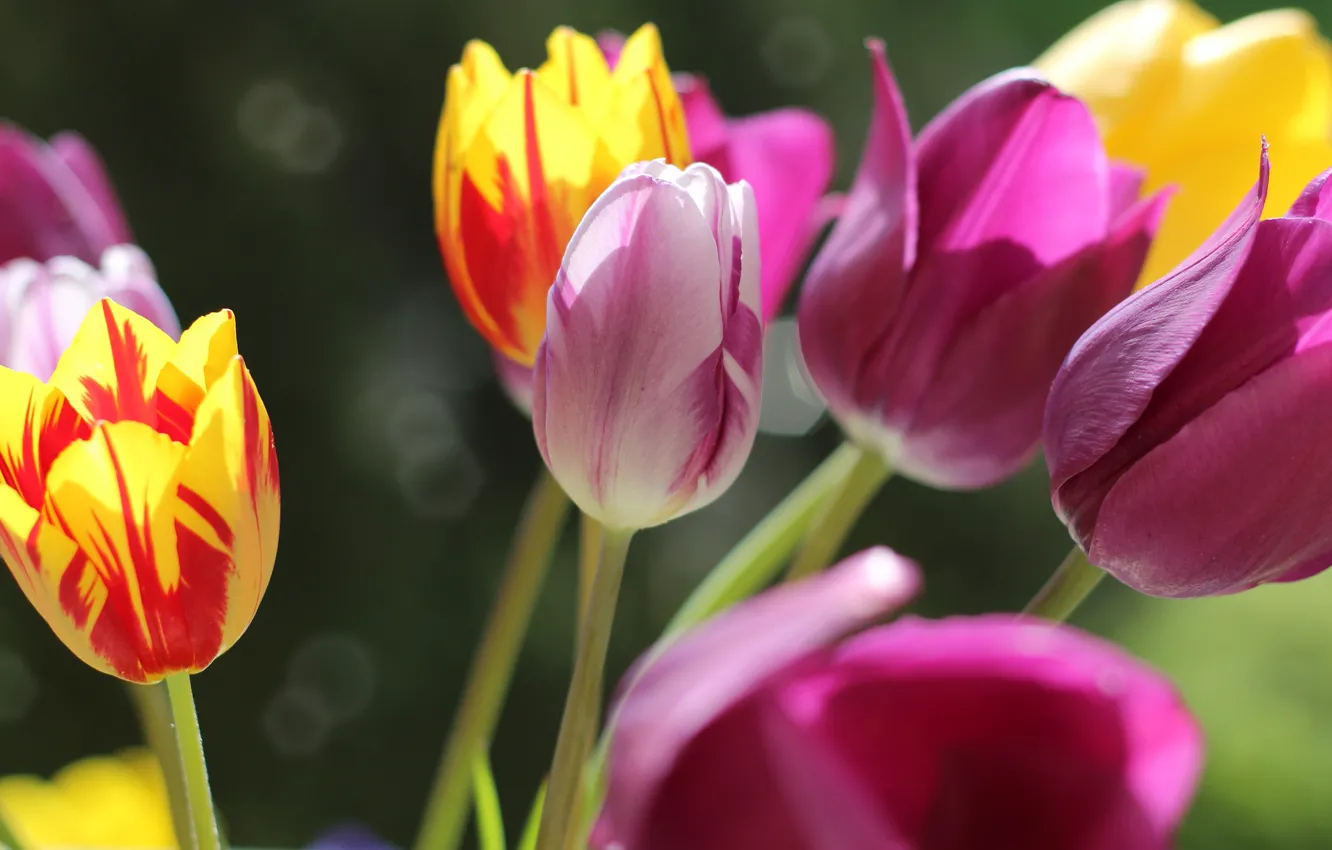 Photo wallpaper light, flowers, bright, bouquet, yellow, tulips, pink, buds