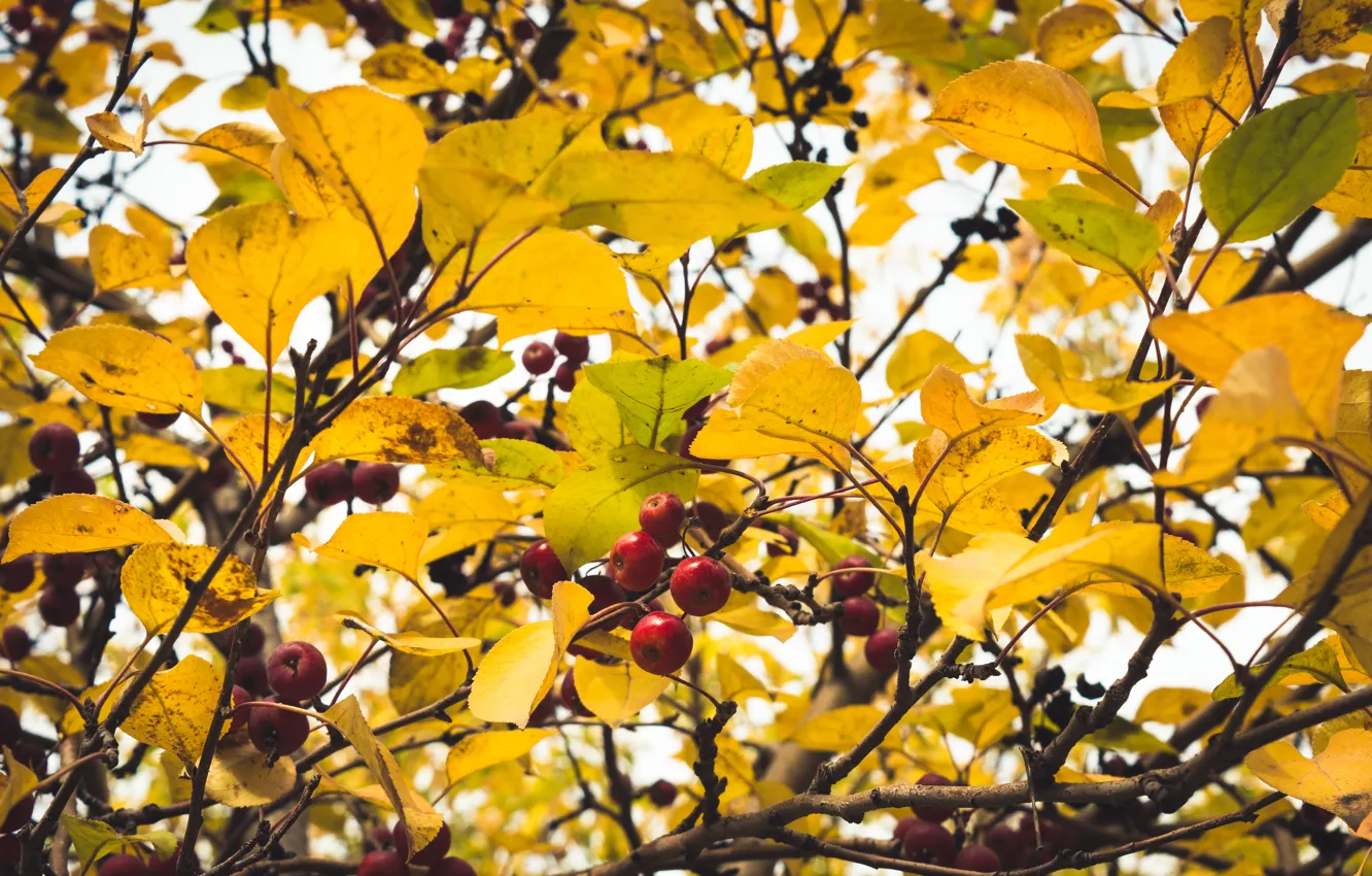 Photo wallpaper Autumn, Leaves, Branches, Apple, Heat